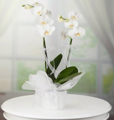 arajman pembe beyaz Çiçeği & Ürünü  