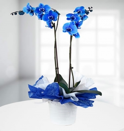 biricik aşkıma Çiçeği & Ürünü Mavi Orkide 