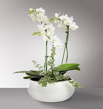 beyaz orkide ve kırmızı gül Çiçeği & Ürünü 3 Dallı Orkide 