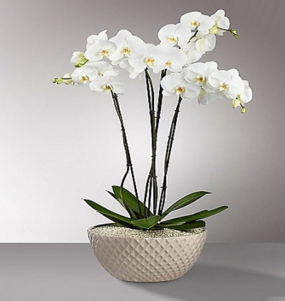 vazoda gül ve karanfil Çiçeği & Ürünü 4 Dallı Beyaz Orkide 
