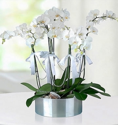 kalp vazoda 7 adet gül Çiçeği & Ürünü 6 Dallı Beyaz Orkide 