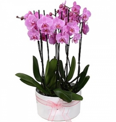 fanusta lilyum ve gül Çiçeği & Ürünü Orkide Bahçesi 8 Dal 