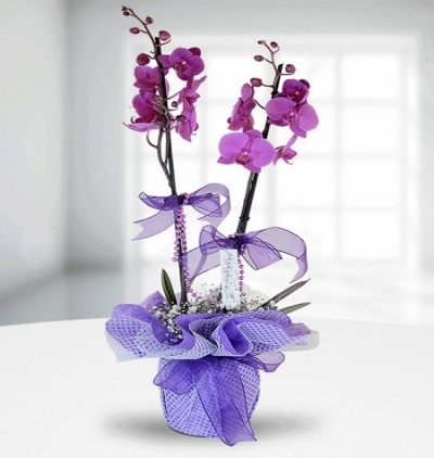  Kemer Çiçek Siparişi Saksıda 2 Dallı Fuşya Orkide